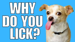 Why Does My Dog LICK ME ALL THE TIME? My Dog Licks EVERYTHING And EVERYONE | It