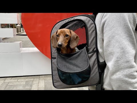 Mini dachshund enjoys the Christmas season in NYC
