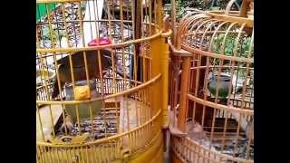 preview picture of video 'Họa Mi của Thái Sơn (Mèo Vạc - Hà Giang) Đt: 0124.244.5266'