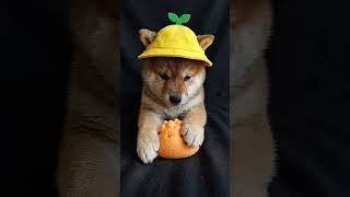 柴犬×ASMR🐾🎙️#dog #cute #動物 #癒し  Shiba Inu x ASMR 🐾🎙️