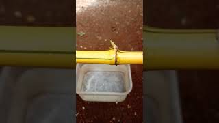 Download lagu Bibit BAMBU KUNING - Cara TUTORIAL TIPS PANDUAN Menanam   Bambu Kuning AGAR CEPAT TUMBUH BERAKAR mp3