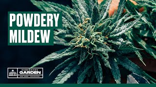 How to Treat Powdery Mildew on Cannabis | Homegrown Cannabis Co. Garden