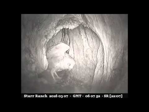 Prey delivery @ 2206hr, female stashes warily - Audubon Starr Ranch Barn Owls