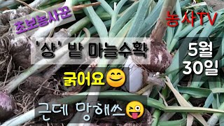 마늘농사-'상' 밭 마늘 수확 5월 30일[농사TV]