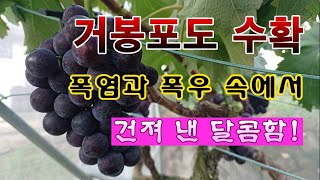 [텃밭농부 2,021]  엄청난 폭염과 폭우 속에서 건진 달콤함. 거봉포도 수확! #포도재배 #거봉포도
