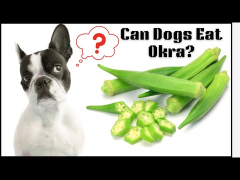 Can Dogs Eat Okra? Health Benefits, Risks & Safe Feeding Tips Explained