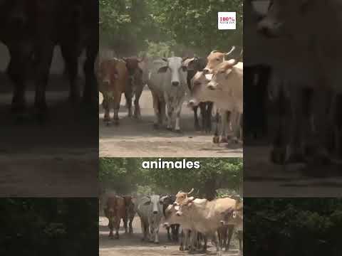 🚨 ¿Vacas mal parqueadas? La insólita multa en Nicaragua