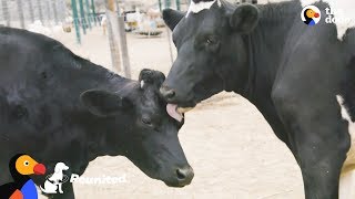 Blind Cow Is So Happy To Have Her Sister Back When these two cows were babies they spent every