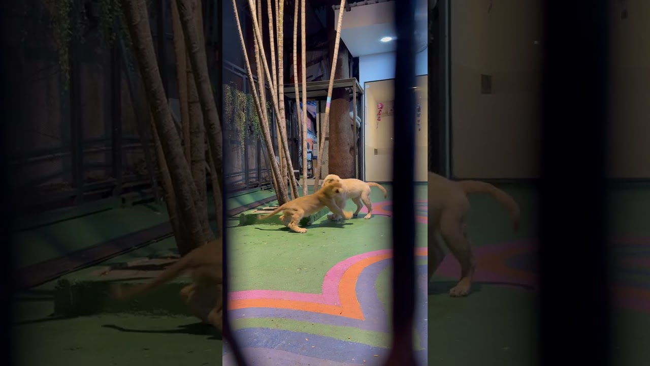 Basketball Court 🏀, Bangkok, Thailand