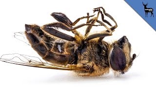 If Bees Die Out Will Humans Be Next?