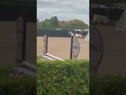 Goldilocks video 3