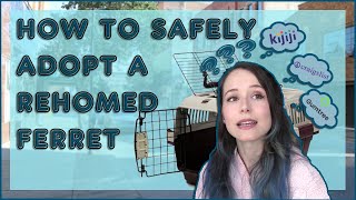 How to Safely Adopt a Rehomed Ferret (a kijiji/craigslist/gumtree guide)