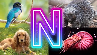 Animals And Birds Starting with N || Amazing  Animals Starting With N