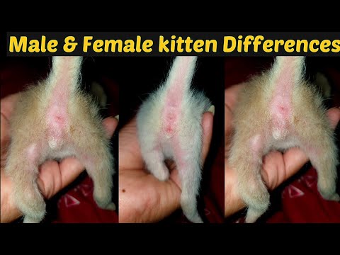Male and female cat differences /1 week kitten male & female identification / Dr.Hira Saeed
