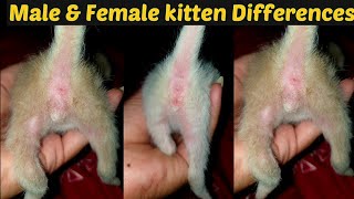 Male and female cat differences /1 week kitten male & female identification / Dr.Hira Saeed
