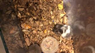 Syrian Hamster Rodents Videos