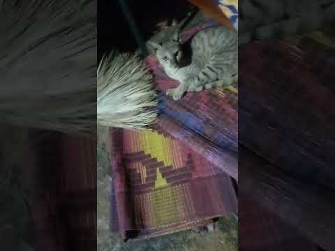 Dudhu piyenge ham to#catvideos #funny #anvi'schannel