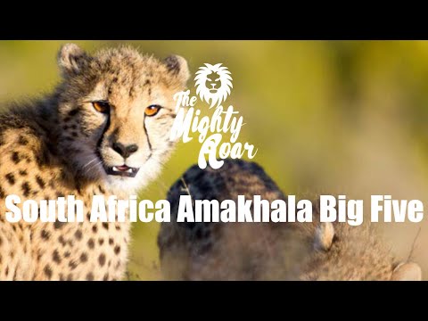 South Africa Amakhala Big Five Conservation