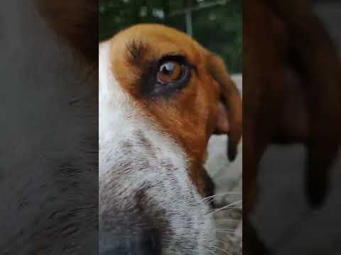 Banjo, an adoptable Treeing Walker Coonhound in Newport, NC_image-1