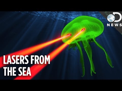 Jellyfish Lasers Are Revolutionizing Quantum Physics