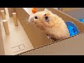 DIY Hamster Maze from Cardboard