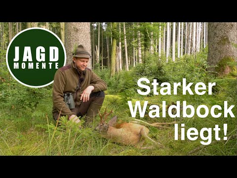 Strong wild boar lies down! | Hunting Moments with Felix | Web Series #5