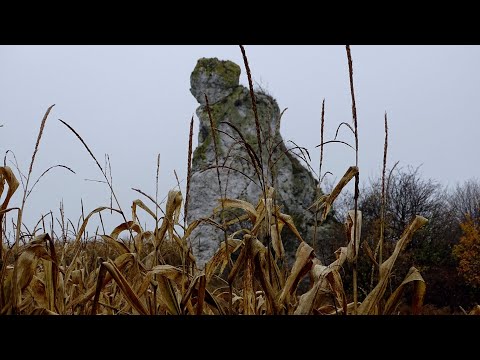 Spacer w chmurach czyli Jurajskie Skały we mgle - Skała Grodzisko i okoliczne skałki - 11.11.2020