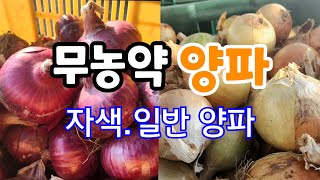 무농약 자색양.일반양파 200박스 한정  예약