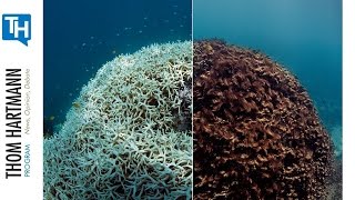 Coral Reefs Are Dying Off at an Alarming Rate, We Need to Do Something! (w/Guest Dahr Jamail)