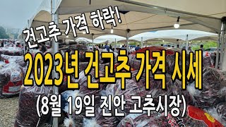 건고추가격 하락! 23년 고추시세 가격 / 8월 19일 진안고추시장