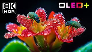 Download lagu OLED DEMO – Infinite Black Flower Blossoms in 8K HDR | Dolby Vision™ mp3