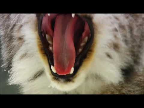 Doku : Kleine Katzen - Große Jäger