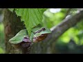 Laubfroschgarten