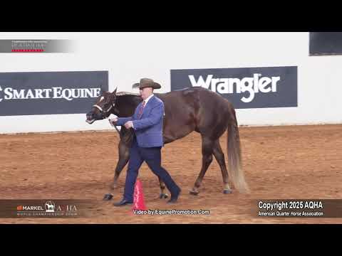 2025 3-Year-Old Mares World Champion