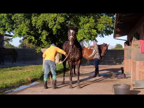Brett Crawford talks The Gr1 Cape Guineas and Gr3 Victress Stakes Podcast December 2019
