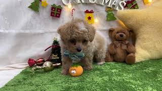 ハーフ犬の動画01