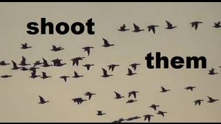 Canadian Geese flying around JFK Airport again endangering planes - When will they do something?