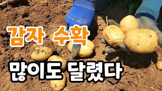 두백 감자 수확! 40박스 한정 판매
