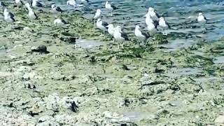 preview picture of video 'Resout sur beach holiday hotel birds beach'