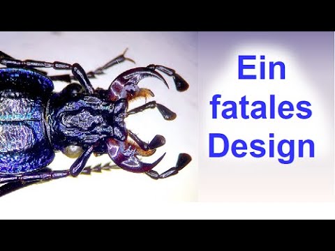 Die Grundprinzipien der Evolution (Martin Lödl) | Universität Konstanz