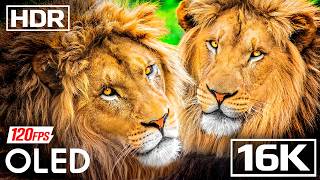 The Most Beautiful Scenes Captured in 12K HDR (60FPS) | OLED 8K TV DOLBY VISION
