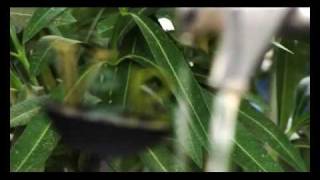 amaia montero CIRCULOS