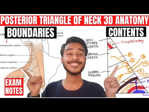 posterior triangle of neck anatomy 3d | anatomy of posterior triangle of neck