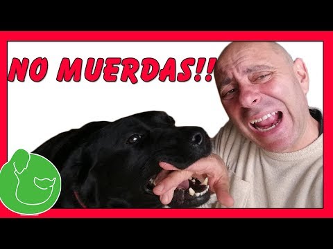 How to STOP my dog ​​from biting