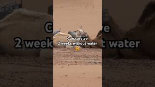 Camel Power: 2 Weeks Without Water?! 🐫🐫 #shorts #camel #animals