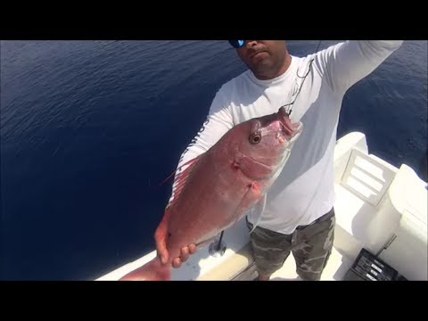 Τσαούσια ψάρεμα με inchiku και κοντοφύλακα.-Strike Pink Dentex-