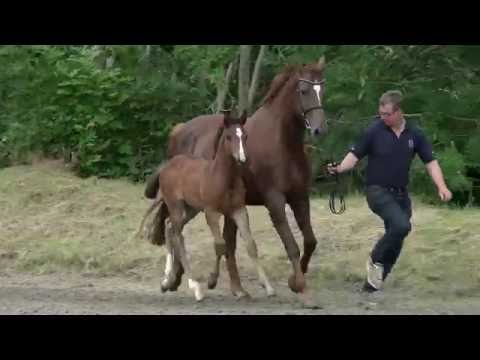 STALL STECHER Holsteiner SF v. Quirado - Limbus