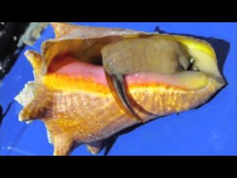 Young Chang Mc - Lambi - Janvier 2013