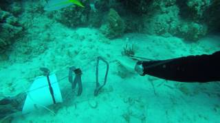 Lionfish - Conservation by Hunting.