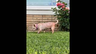Video preview image #1 Maltese-Unknown Mix Puppy For Sale in Corona, CA, USA